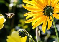bee-in-the-approach-209145_960_720